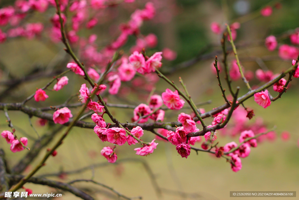 桃花