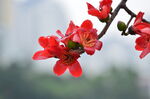 木棉花