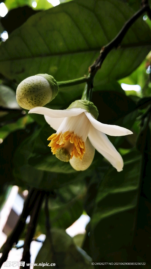 柚子花