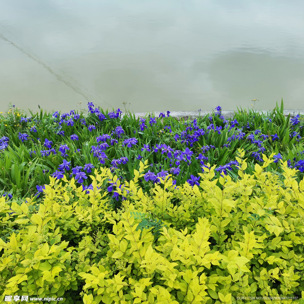 鸢尾花河边花草风景图