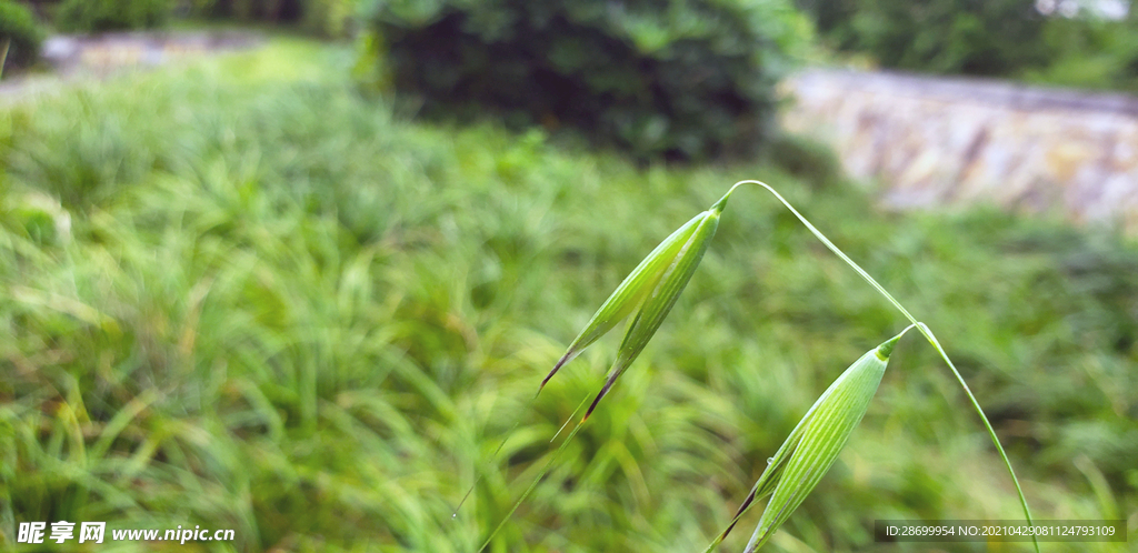 小草