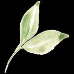 手绘植物
