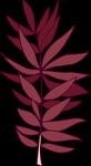 手绘植物