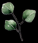 水彩植物