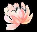水彩花卉