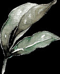 水彩植物