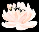 水彩花卉