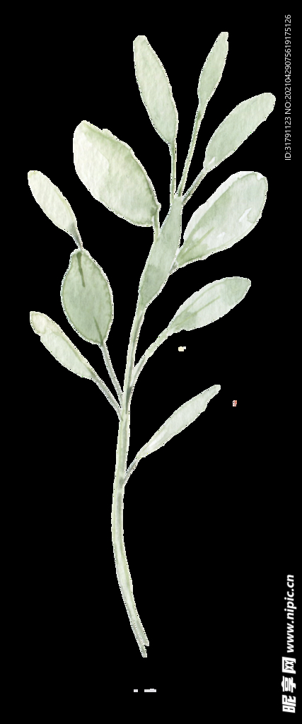 手绘植物