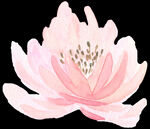 水彩花卉