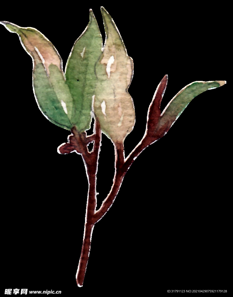水彩植物
