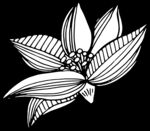 秘密花园
