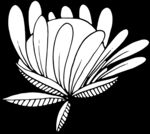 秘密花园