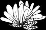 秘密花园
