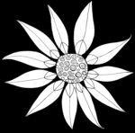 秘密花园