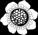 秘密花园