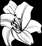 秘密花园