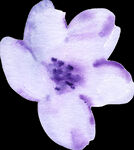 水彩花卉