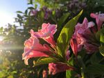 锦带花