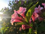 锦带花