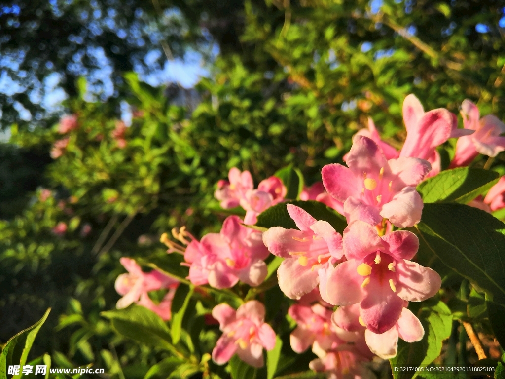 锦带花