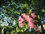 锦带花