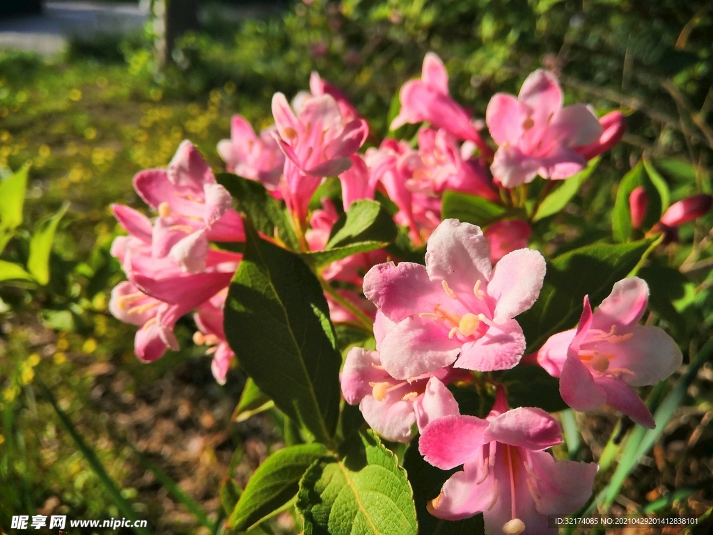 锦带花