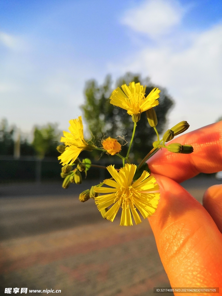 苦荬菜