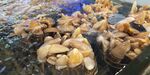 海鲜 小人仙