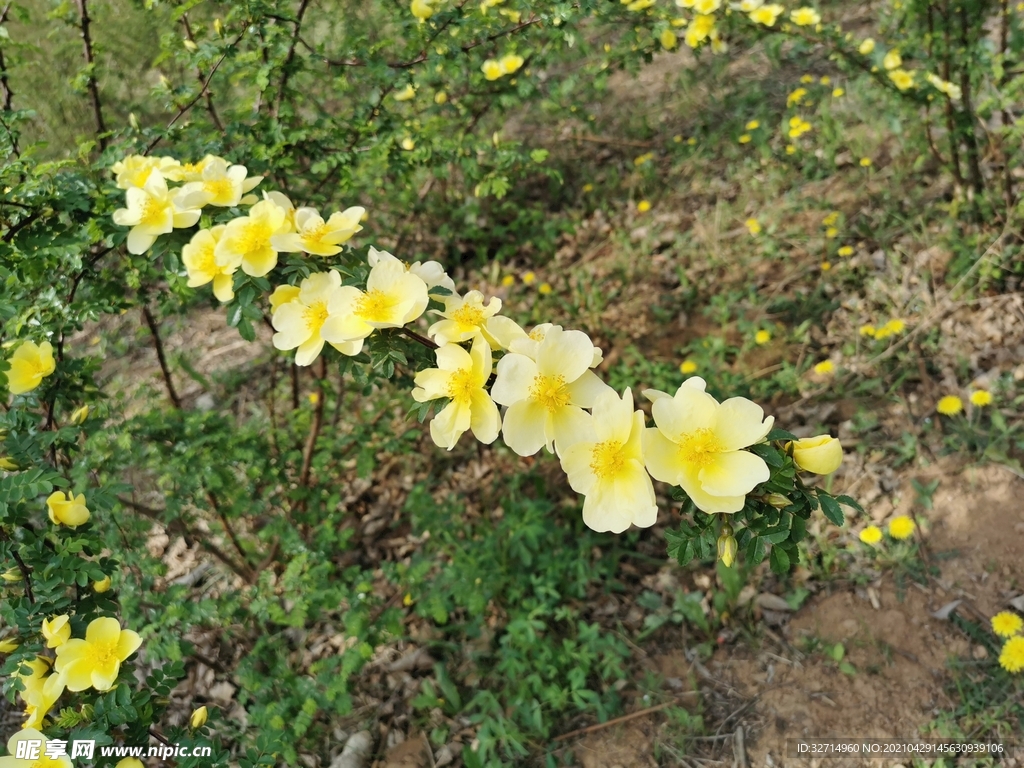 黄刺玫图片 - 花百科