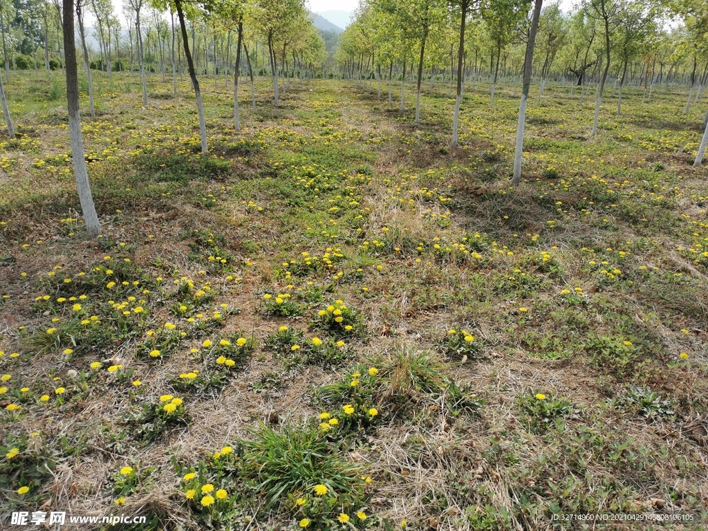 满地的蒲公英