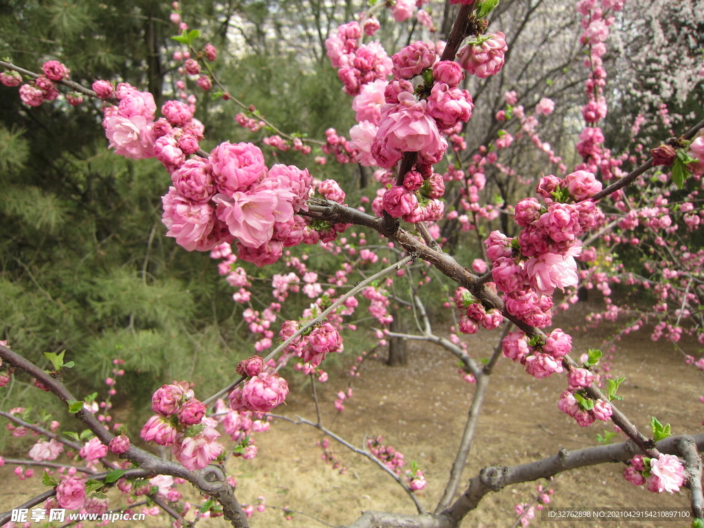 桃花盛开