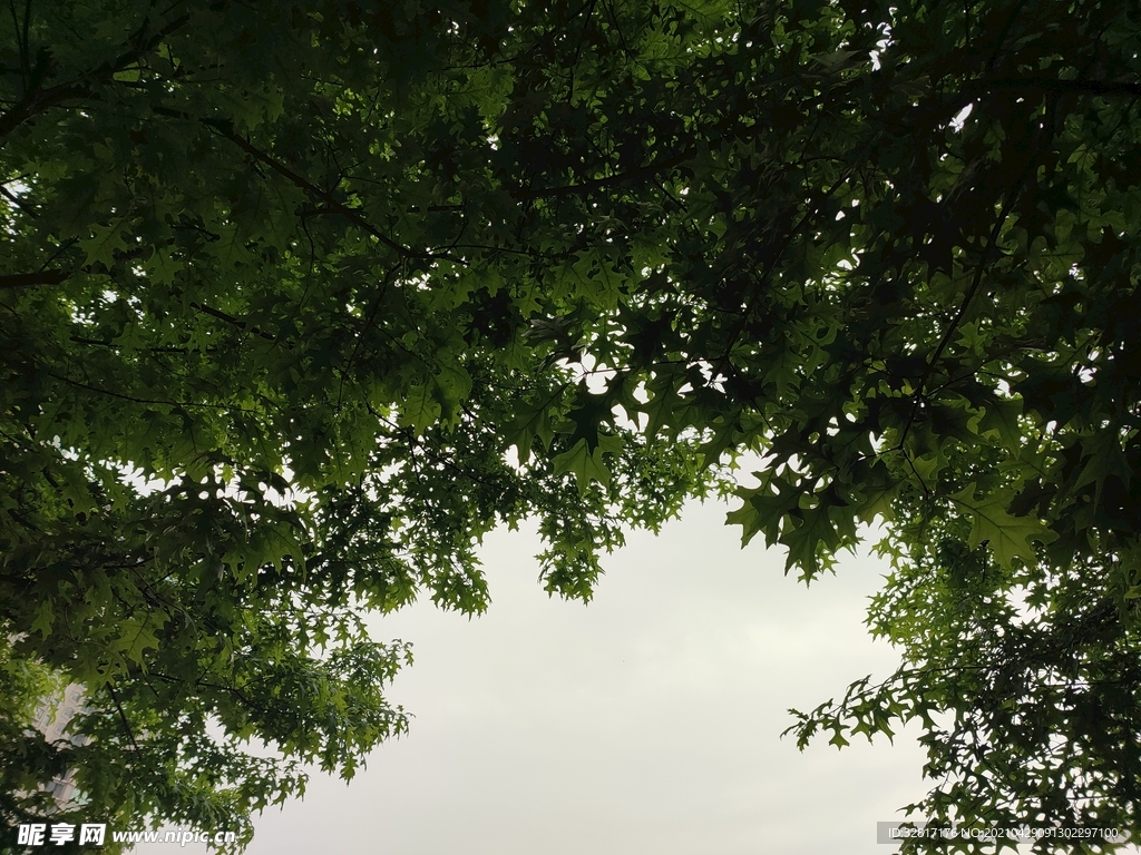 树荫