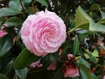 茶花