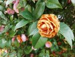 枯萎的花