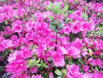 杜鹃花