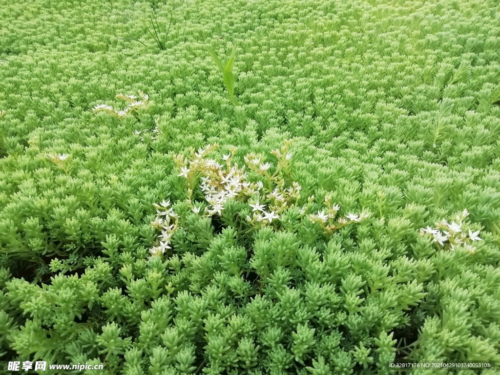 薄雪万年草