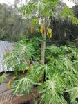 木瓜树