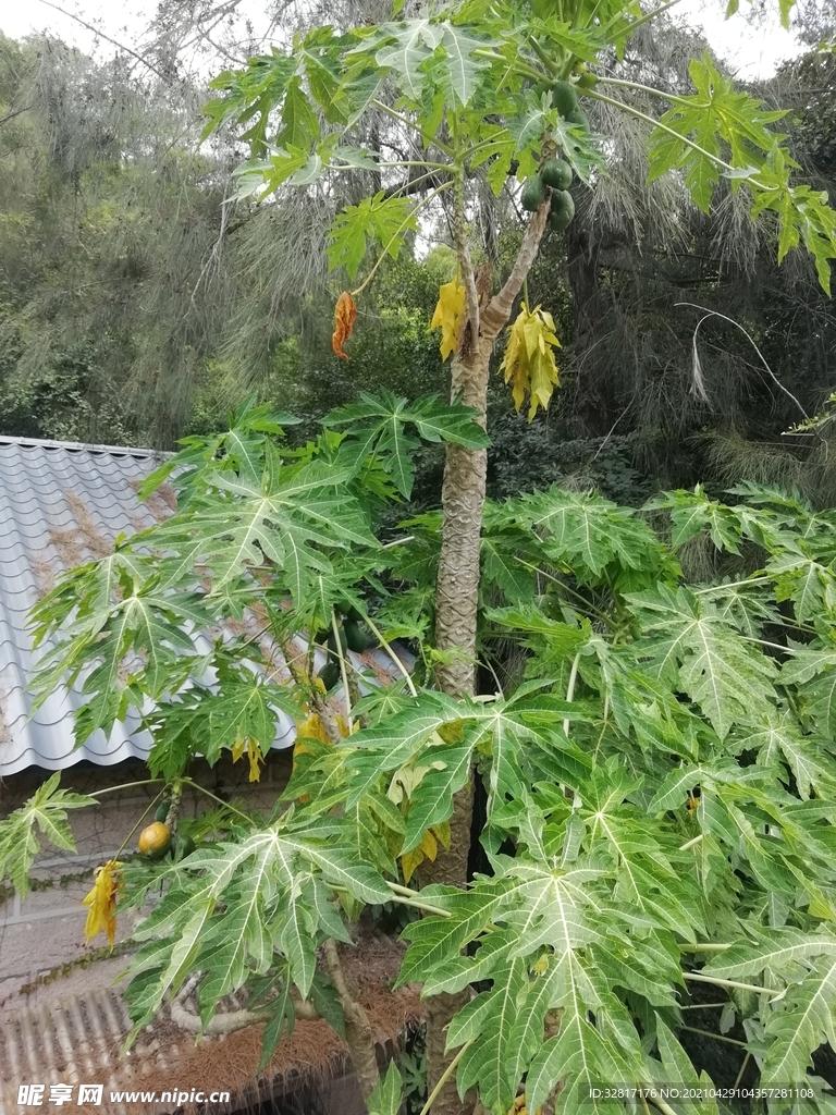 木瓜树