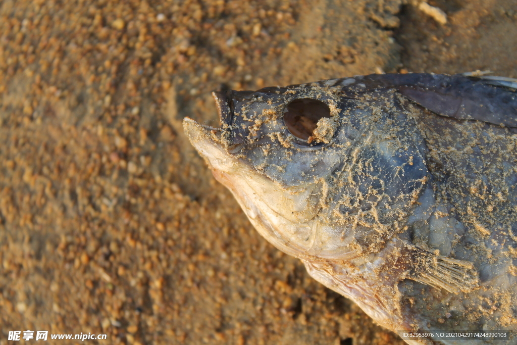 一条沙滩上的死鱼