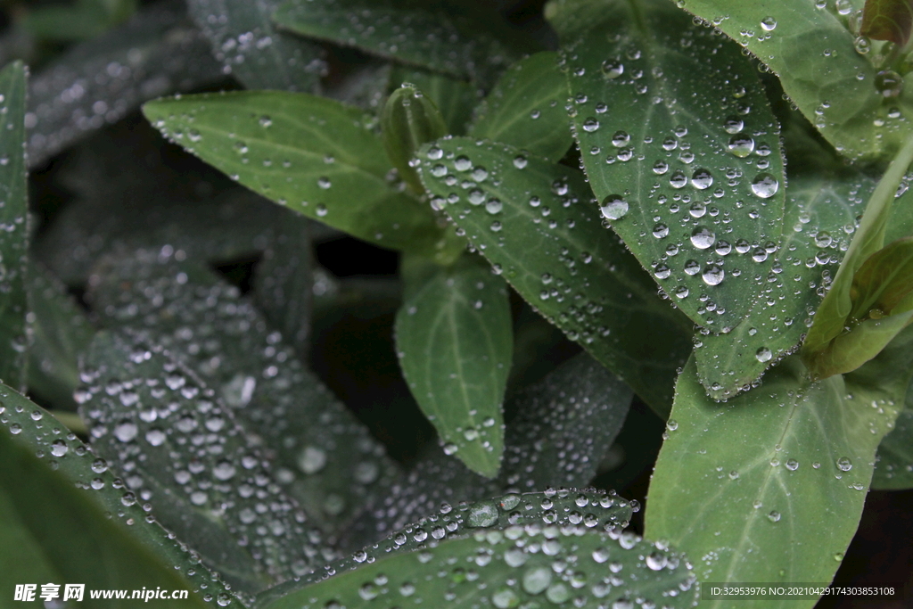 雨后绿叶上的露水