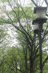 春天西湖嫩树叶与路灯