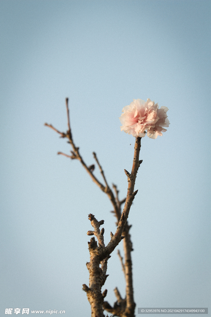 枯枝和一枝绽放梅花