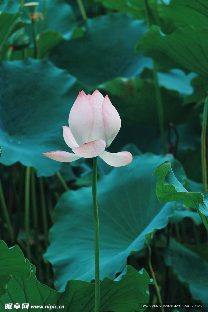 夏日 池塘 莲 荷花 摄影 