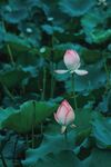夏日 池塘 莲 荷花 摄影 