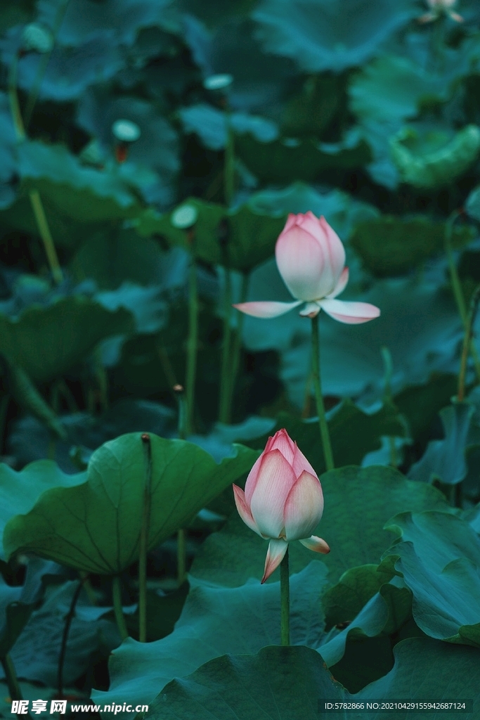 夏日 池塘 莲 荷花 摄影 