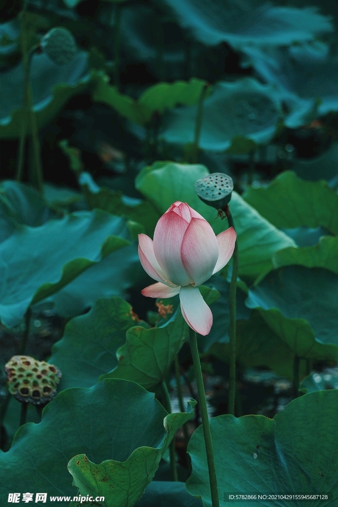夏日 池塘 莲 荷花 摄影 