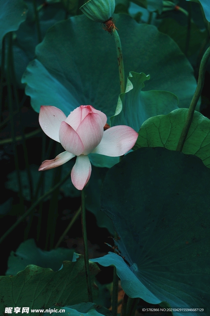 夏日 池塘 莲 荷花 摄影 