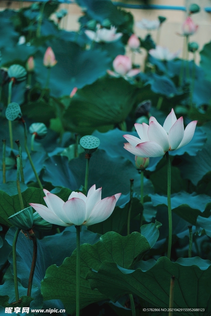 夏日 池塘 莲 荷花 摄影 