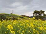 油菜花