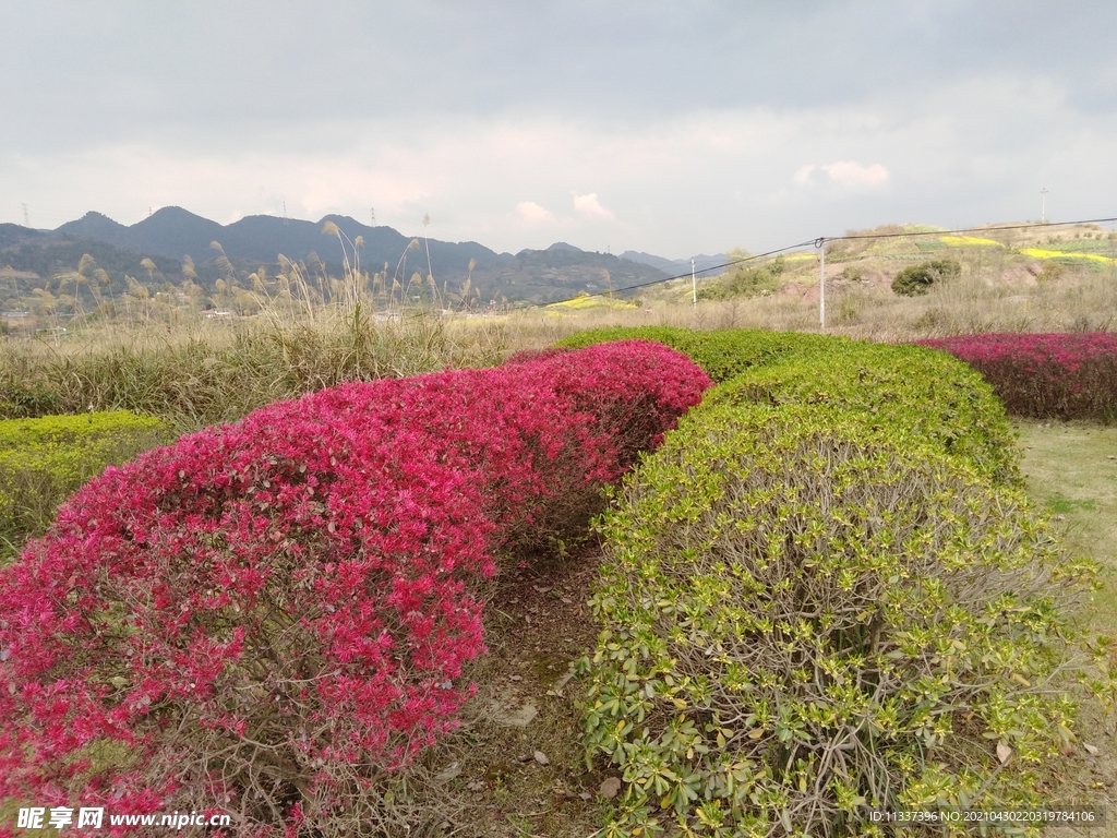 远山与花丛